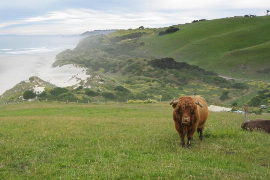 Bull at Otago Peninsula