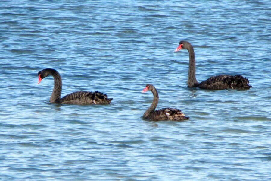 Black Swans in Otago Peninsula
